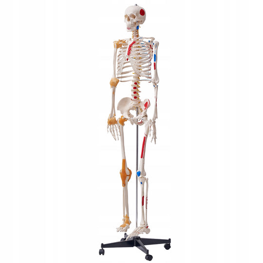 PROFESSIONAL VEVOR HUMAN SKELETON MODEL 182CM MOVABLE PARTS PVC